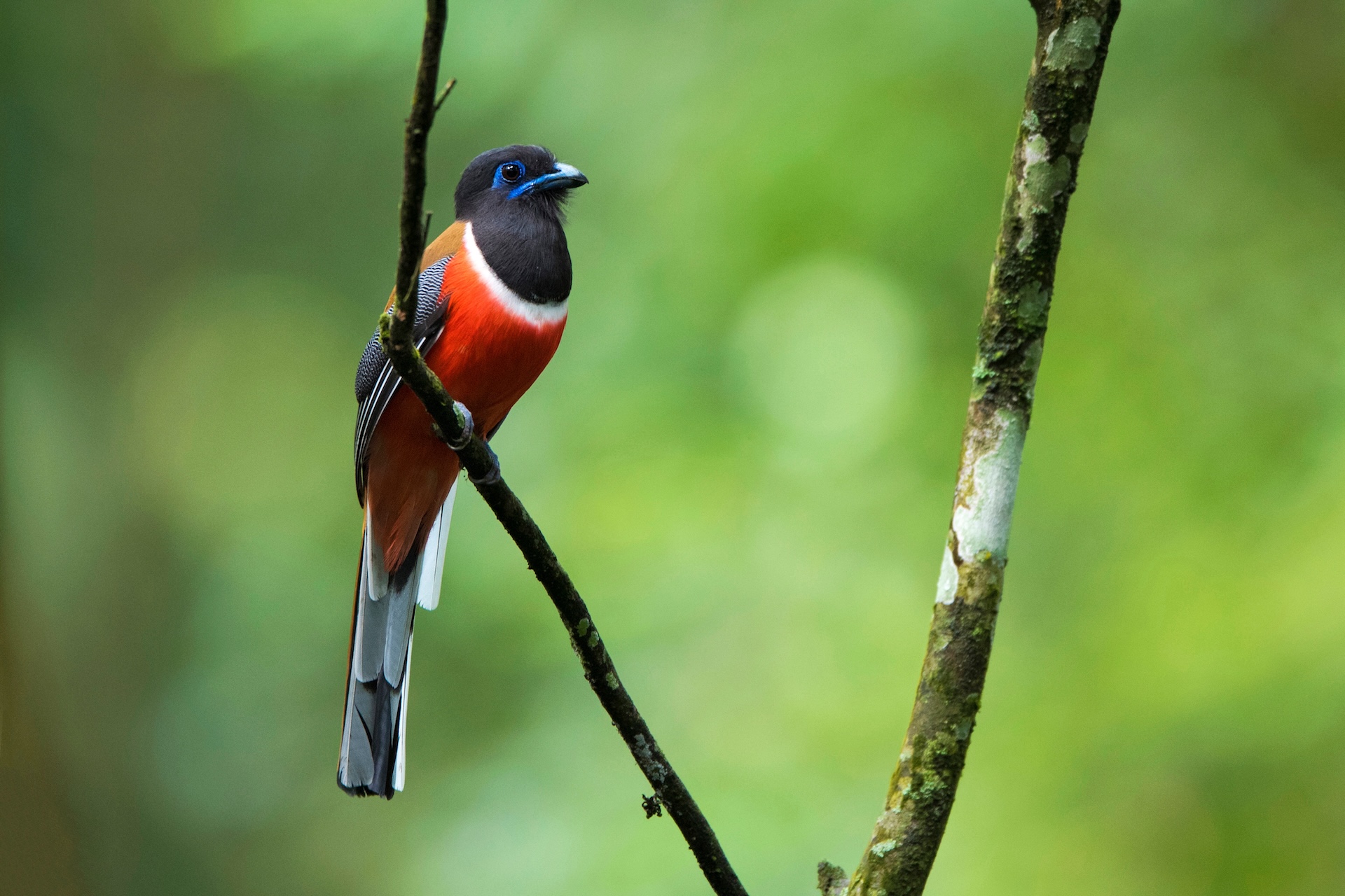 Malabar trogon By UdayaKumar